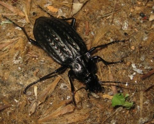 Carabus clatratus