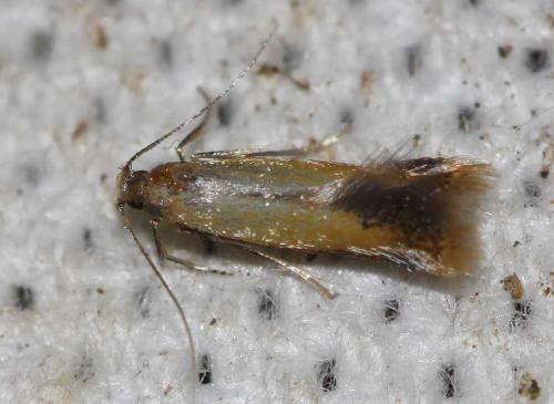 Coptotriche marginea