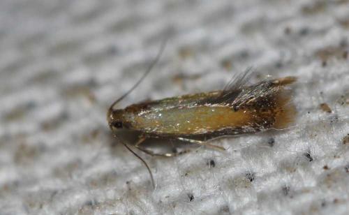 Coptotriche marginea
