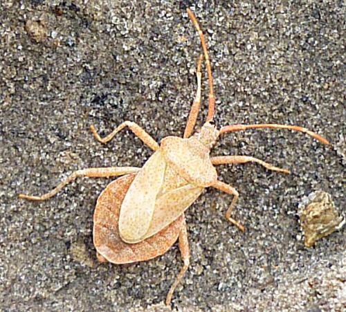 Coreus marginatus
