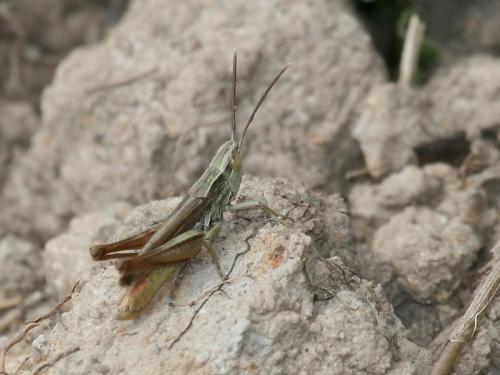 Réf. 61 669 : Euchorthippus elegantulus