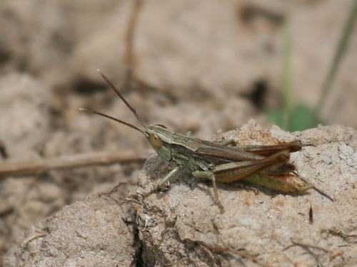 Euchorthippus elegantulus