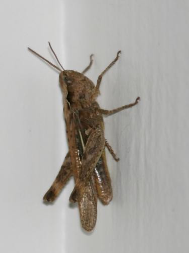Chorthippus sp.