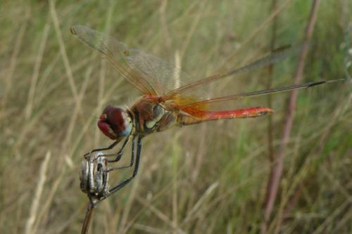Réf. 61 919 : Sympetrum fonscolombii