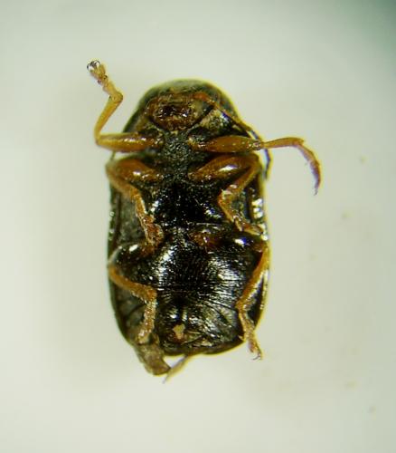 Réf. 61 334 : Cryptocephalus decemmaculatus