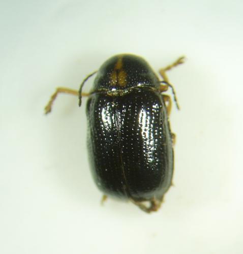 Réf. 61 335 : Cryptocephalus decemmaculatus
