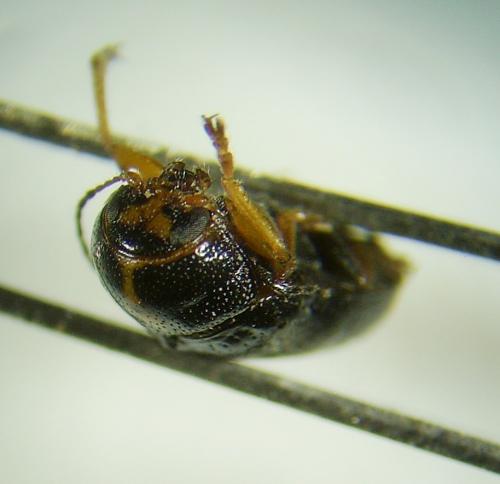 Réf. 61 336 : Cryptocephalus decemmaculatus