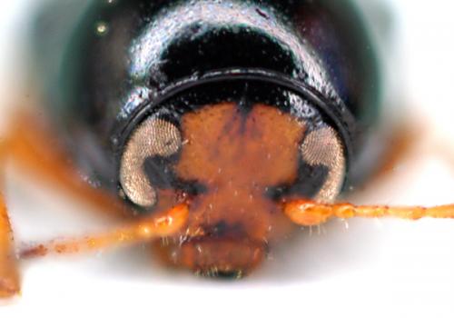 Cryptocephalus sp.