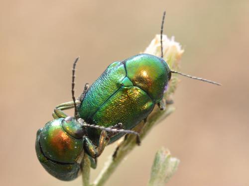 Cryptocephalus sp.