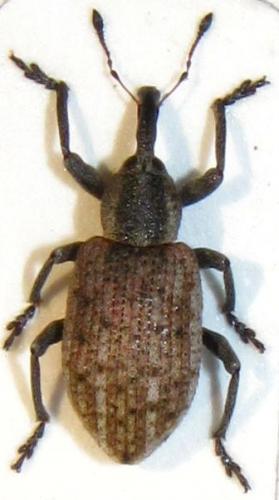 Hypera conmaculata