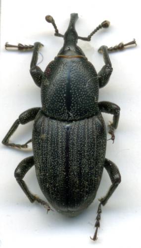 Sphenophorus striatopunctatus