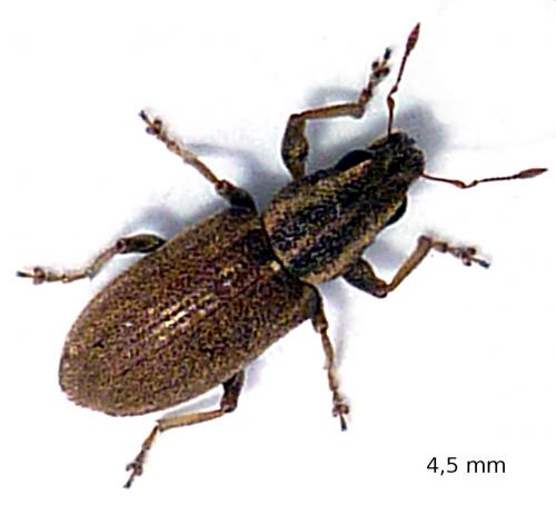 Sitona sp.