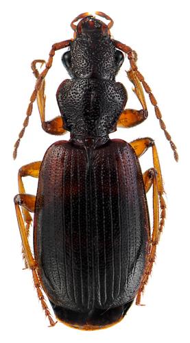 Réf. 61 723 : Cymindis vaporariorum