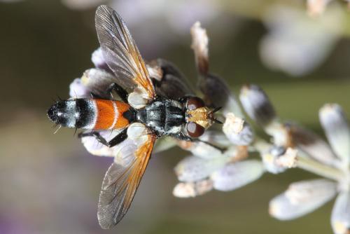Cylindromyia sp.