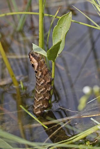 Deilephila elpenor