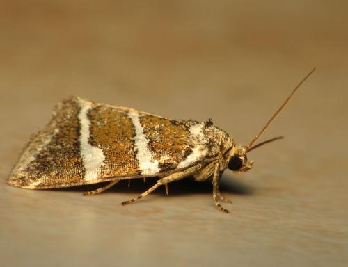 Deltote bankiana