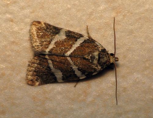 Deltote bankiana
