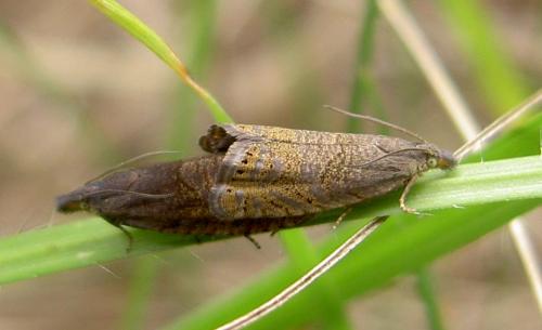 Réf. 61 824 : Dichrorampha sp.