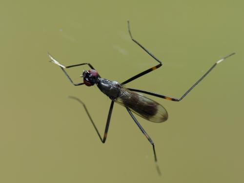 Réf. 61 208 : Rainieria calceata