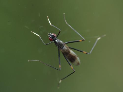 Réf. 61 229 : Rainieria calceata