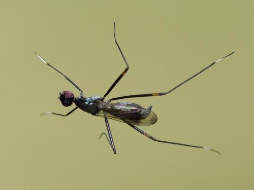 Rainieria calceata