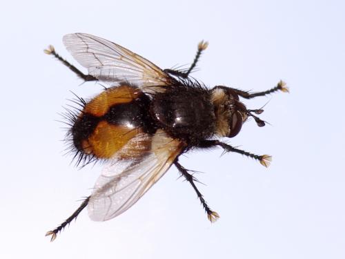 Nowickia sp.