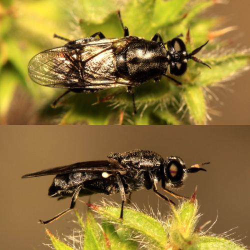 Adoxomyia dahlii
