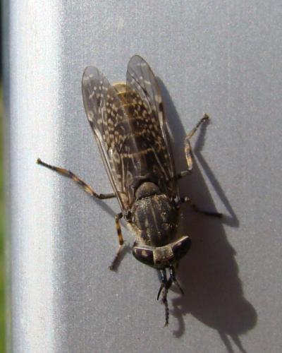 Haematopota sp.