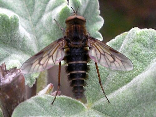 Thereva sp.