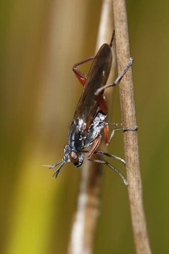 Réf. 61 530 : Sepedon sphegea