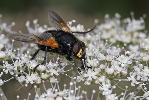 Réf. 61 912 : Mesembrina meridiana