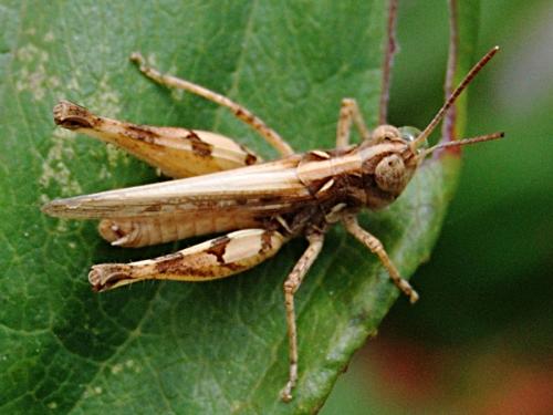 Dociostaurus jagoi occidentalis