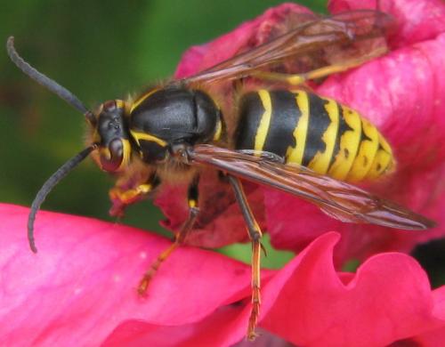 Dolichovespula media
