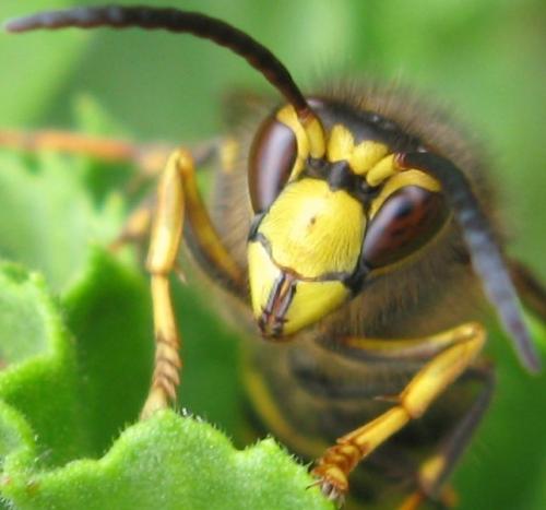 Dolichovespula media