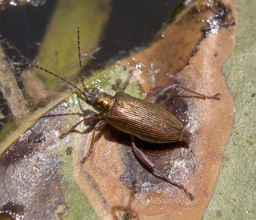 Réf. 61 817 : Donacia crassipes