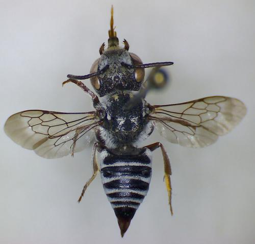 Réf. 61 049 : Coelioxys brevis
