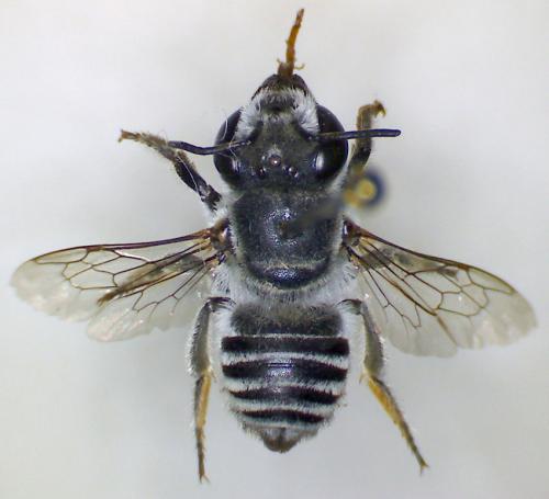 Megachile leachella