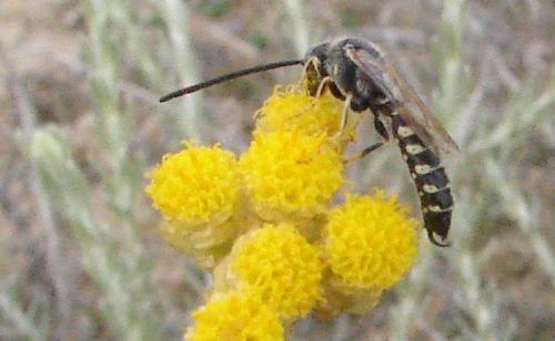 Meria sp.