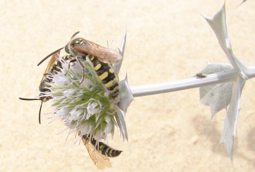 Colpa sexmaculata