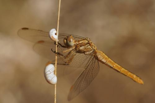 Réf. 61 936 : Orthetrum brunneum