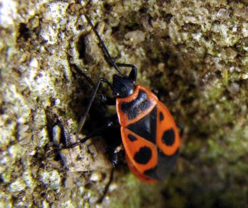 Pyrrhocoris apterus