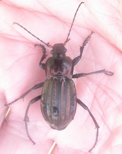 Carabus cancellatus