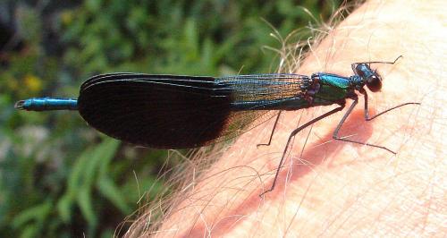 Calopteryx xanthostoma