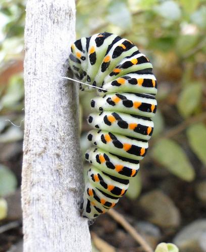 Réf. 61 039 : Papilio machaon