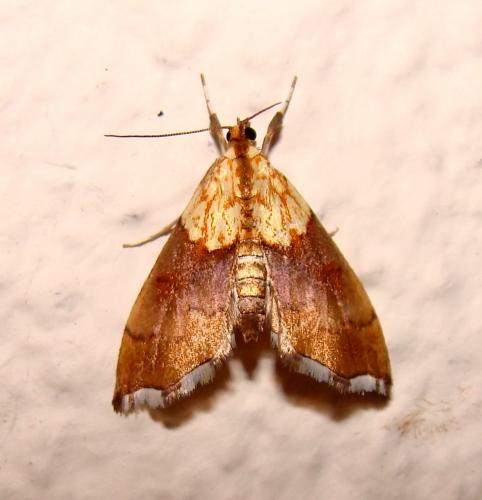 Agrotera nemoralis