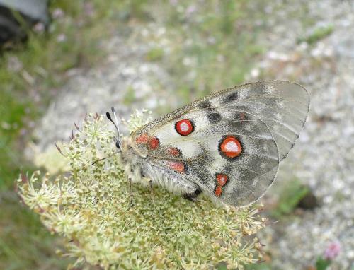 Parnassius apollo