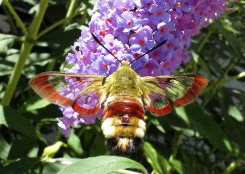 Hemaris fuciformis