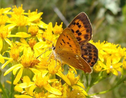 Lycaena virgaureae