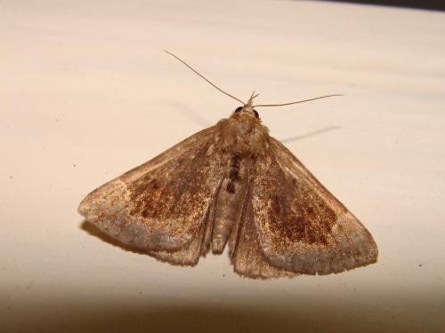 Hypena crassalis