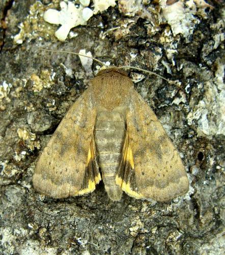 Réf. 61 273 : Noctua interjecta